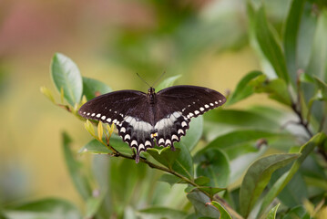 Spicebush Swallowtail