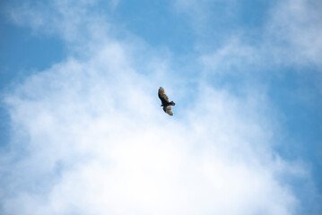 Turkey Vulture
