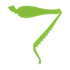 Grasshopper hind leg. Saltatorial (jumping) leg.