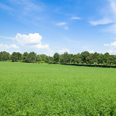 green pea field and a cloudy blue sky.