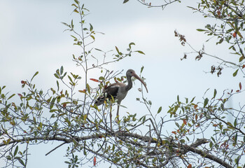 White Ibis