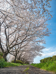 幸手権現堂桜堤の桜並木