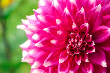 Purple and white dahlia flower with copy space