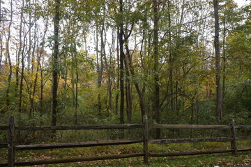 Woodland Lined with Rustic Log Fencing