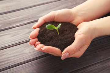 Female hands holding soil with green sprout on wooden background