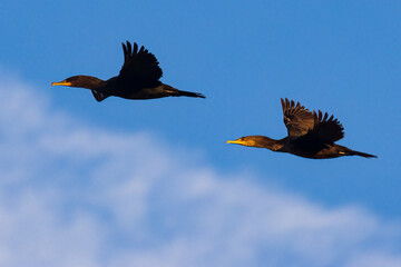 Breeding color double crested cormorants (Nannopterum auritum) in flight.