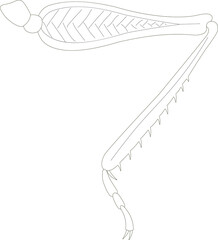 Grasshopper hind leg. Saltatorial (jumping) leg. Black and white illustration.