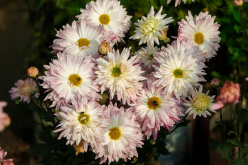 Chrysanthemum flowers close up. Pink Chrysanthemums. Floral background of autumn purple chrysanthemums.