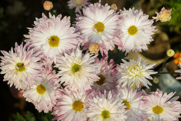 Pink chrysanthemum flower farm in bangladesh
