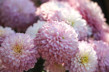 Purple chrysanthemums on a blurry background close-up. Beautiful bright chrysanthemums bloom in autumn in the garden.