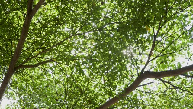 Sun rays break through small green leaves of madagascar almond tree (terminalia mantaly)