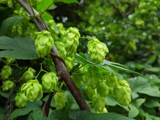 green hop cones hang on the stems