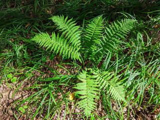 leaves of fern bushes in the forest
