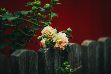 pink flowers in a garden on a fence in Western Ukraine