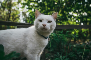 Naklejka na ściany i meble White cat with yellow eyes in a garden in Western Ukraine