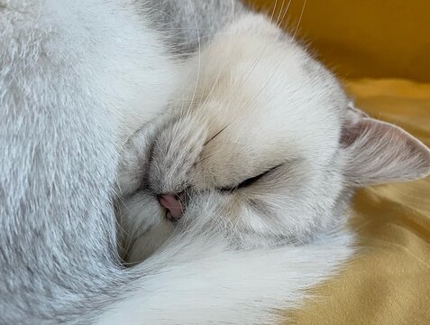 Hasenfell Bilder Durchsuchen 9,842 Archivfotos, und