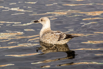duck on the water