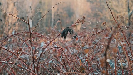 Morning Dew Drops Hanging on Twigs of Withered Autumn Bushes