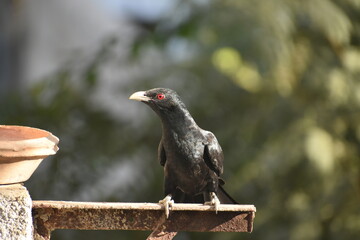 Red eye bird of prey