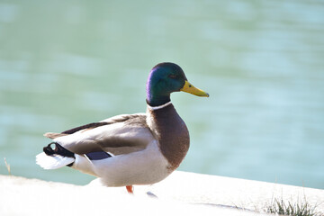 Naklejka na ściany i meble wild duck on the water