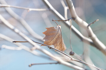 autumn leaves in the snow
