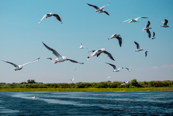Fototapeta na wymiar Seagulls flying behind the boat looking for fresh fish. Wildlife nature in Danube delta.