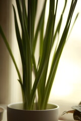 Different potted plants on a windowsill.