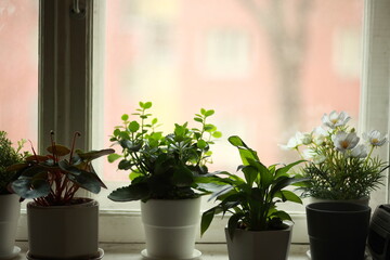 Naklejka na ściany i meble Different potted plants on a windowsill.