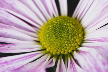 close up of pink daisy