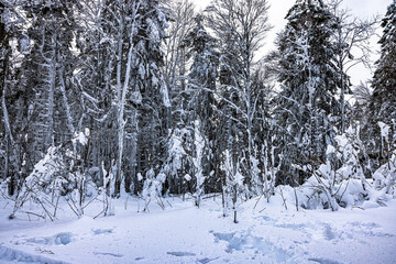 GeissKopf  im Bayerischen Wald