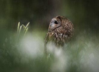 Tawny Owl in Spring Flowers 