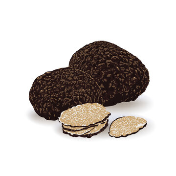 Black Truffles Isolated On A White Background. Fresh Sliced Truffle. Delicacy Exclusive Truffle Mushroom. On White Background