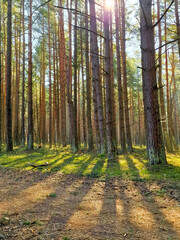 summer morning in the forest. Green business, ecology, greenery