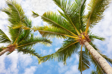 Coconut palm trees against the sky.