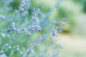 lavender flowers close-up summer time