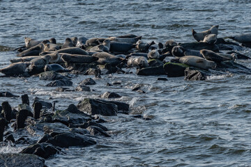 The Seals are Here! , Sandy Hook New Jersey USA, Middletown Township, New Jersey