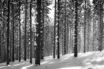 Las w zimie, drzewa ośnieżone