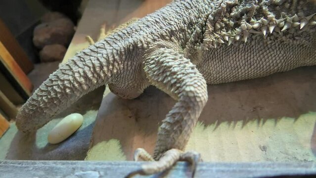 Female of bearded dragon deposing her eggs. Pogona vitticeps species. The scales under the neck that swell and darken when it's angry, is a reptile living in Australia in the desertic wildlife.