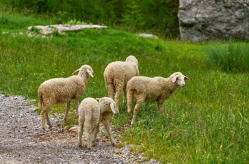 Obraz premium Cute sheep in Slovenian peaceful countryside