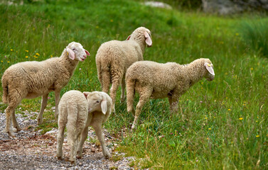 Cute sheep in Slovenian peaceful countryside