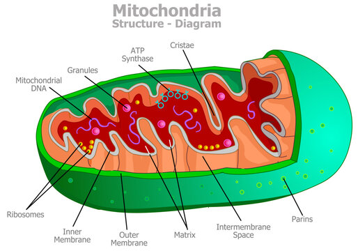 Mitochondria structure diagram, mitochondrion anatomy. Cell part. Outer, inner membrane, intermembrane space, cristae, mitochondrial DNA, ATP synthase, matrix, granul. Producing energy. Vector drawing