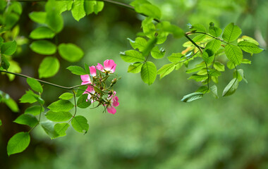 Flora in Julian Alps, Slovenia