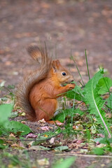squirrel eating nut