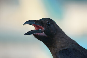 close up of a crow on the beach