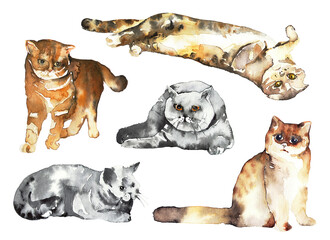 Set of watercolor cats in different poses. Pets.