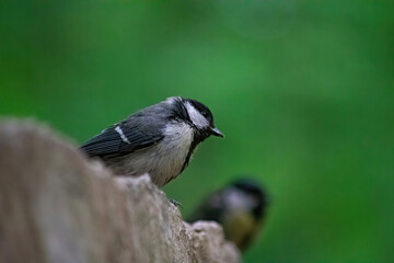 tit bird on a green background