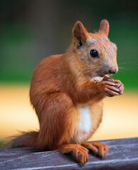 red squirrel in the forest