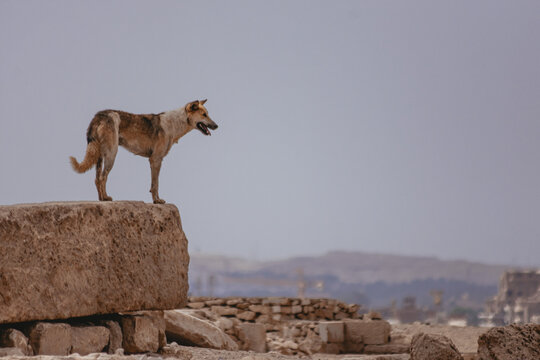 dog on a giza platoe