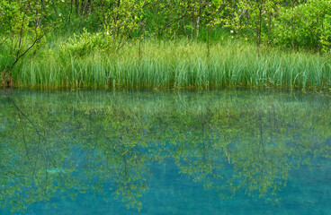 Obraz premium Clear waters of a small lake on a rainy day in Zelenci nature reserve, Slovenia
