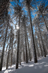 Coniferous forest trees icy covered in snow on a snowy mountain after snowstorm against clear blue sky. Troodos mountains cyprus